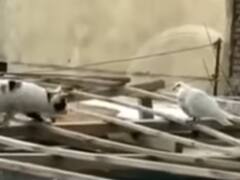 Viral Video: कबूतर पर हमला करने जा रही बिल्ली ने अचानक बदला अपना इरादा, देखिए वीडियो