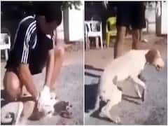 Watch Video: உயிருக்கு போராடிய நாய்.... முதலுதவி செய்து காப்பாற்றிய நபர் - வைரல் வீடியோ !