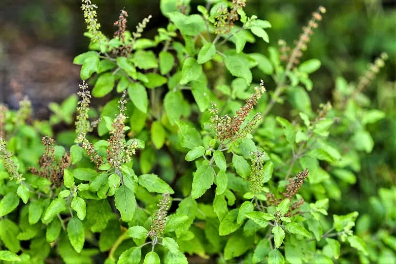 Tulsi Plant Importance Rama Shyama Tulsi Plant Is Auspicious For The House  Know The Special Method Of Plantation | Vastu Tips For Tulsi: घर के लिए कौन  सी तुलसी है शुभ, रामा