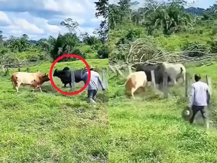 Three bulls fighting video got viral on social media Bullfight Viral Video: दो सांडों के बीच हुई जबरदस्त लड़ाई, जंग में कूदे तीसरे सांड ने बदल दिया सारा खेल