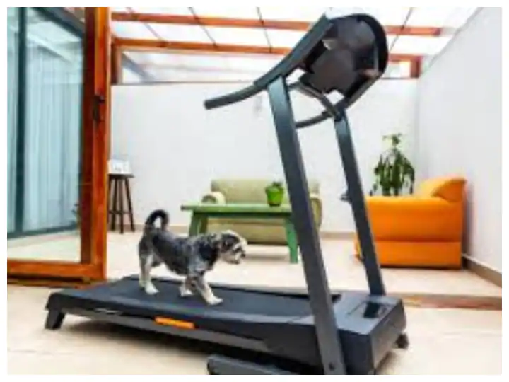 Trending : ਆਲਸੀ ਜਾਂ ਸਮਾਰਟ ! Exercise ਕਰਦੇ ਇਸ ਕੁੱਤੇ ਨੂੰ ਦੇਖ ਤੁਹਾਡਾ ਵੀ ਨਹੀਂ ਰੁਕੇਗਾ ਹਾਸਾ, ਦੇਖੋ ਵੀਡੀਓ