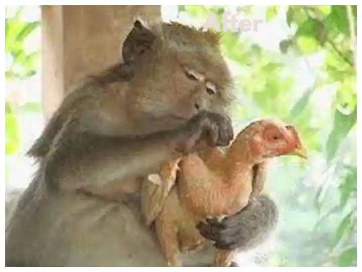 Watch : ਬਾਂਦਰ ਦੀ ਹਰਕਤ ਦੇਖ ਕੇ ਮੁਰਗੇ ਨੂੰ ਆਇਆ ਗੁੱਸਾ, ਤੁਸੀਂ ਵੀ ਦੇਖੋ ਇਹ ਮਜ਼ਾਕੀਆ ਵੀਡੀਓ Watch : ਬਾਂਦਰ ਦੀ ਹਰਕਤ ਦੇਖ ਕੇ ਮੁਰਗੇ ਨੂੰ ਆਇਆ ਗੁੱਸਾ, ਤੁਸੀਂ ਵੀ ਦੇਖੋ ਇਹ ਮਜ਼ਾਕੀਆ ਵੀਡੀਓ