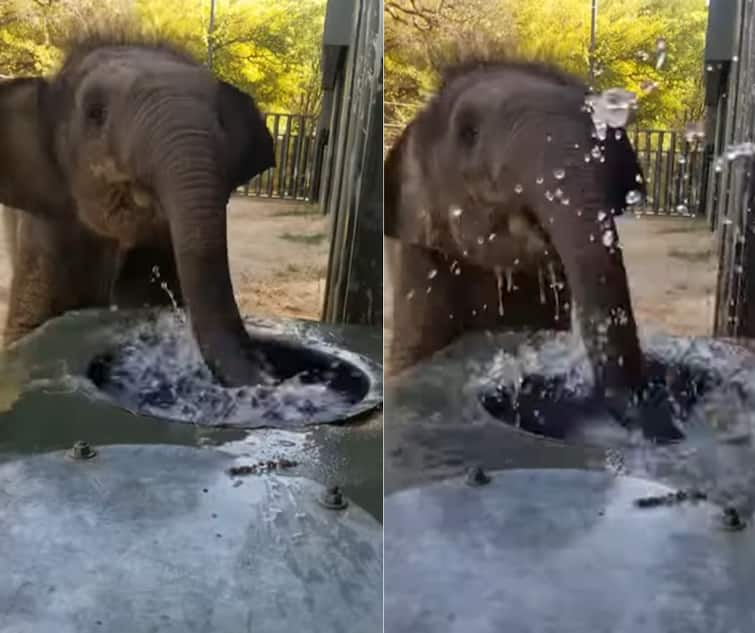 viral video shows elephant calf splashing water while drinking goes viral on social media Viral Video : हत्तीच्या पिल्लाचा क्यूट अंदाज, आवरता आला नाही पाण्यात खेळण्याचा मोह