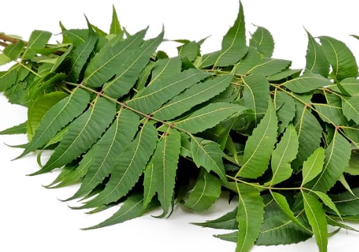 know benefits of neem leaves for skin hair immunity and teeth marathi news Neem Benefits : औषधी कडुलिंबाची पाने, असा करा वापर, रोग होतील दूर