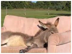 Watch: गधों की Pillow Fight का मजेदार वीडियो हुआ वायरल, आप भी देखिए यह निराला मंजर