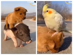 Watch: सुअर की सवारी करते कुत्ते का वीडियो देखा ? ये वायरल वीडियो है बड़ा मजेदार