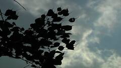 Weather Forecast: উত্তরবঙ্গে ঢুকে পড়ল বর্ষা, অপেক্ষায় দক্ষিণবঙ্গ