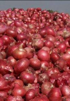 कांद्याला सध्या मिळतोय कमी दर