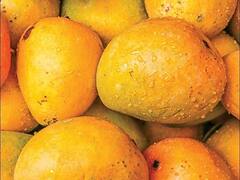 Udaipur Mango Festival: उदयपुर में इस तारीख से शुरू होगा मैंगों फेस्टिवल, 46 प्रकार की वैराएटी का चख सकेंगे स्वाद