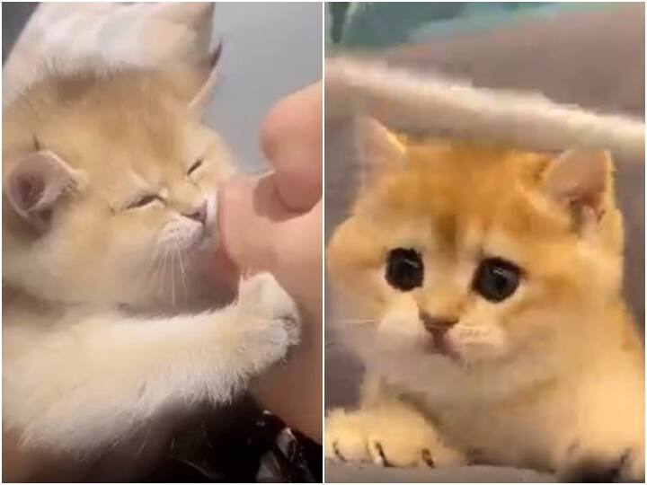 Kitten and girl kisses again and again video viral Watch: बिल्ली को बार-बार Kiss करती लड़की का वीडियो वायरल, देखिए