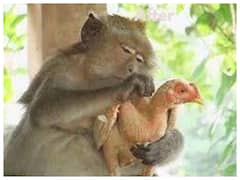 Watch: बंदर की हरकत देख मुर्गी को आया गुस्सा, आप भी देखिए ये मजेदार विडियो