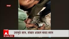 Chandrapur : उन्हामुळे तहान, तांब्यात अडकलं माकड लहान; सात तासांनी झाली सुटका ABP Majha