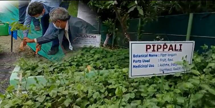 Purba Medinipur, Herbal garden on excess land of a private thermal power plant in haldia Purba Medinipur News: আমলকি, বয়রা, ব্রাক্ষ্মীর ভিড়ে 'সবুজ' তাপবিদ্যুৎ শিল্পের জমি