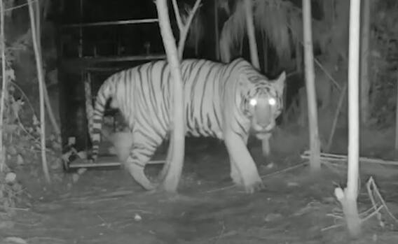 Tiger Fear in Kakinada : కాకినాడ జిల్లాను వీడని పులి భయం | ABP Desam