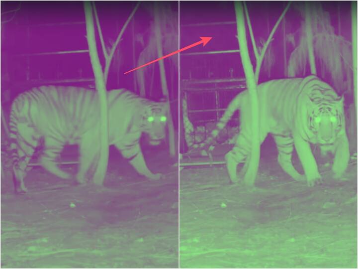 Kakinada Prattipadu Tiger roaming in villages cc tv visual record tiger Tiger Roaming Video : కాకినాడ జిల్లాలో పులి సంచారం, బోను వద్ద తచ్చాడిన దృశ్యాలు రికార్డ్