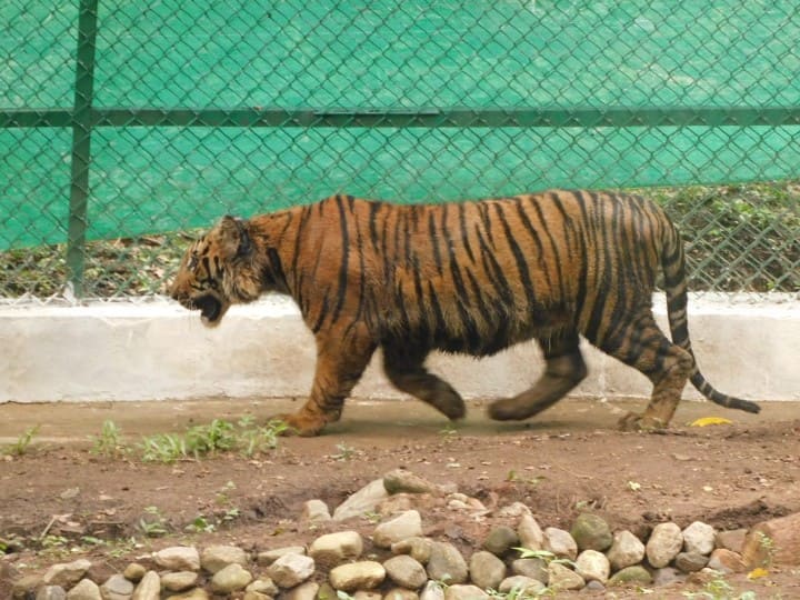 Hunting training for tiger cub for the first time in Tamil Nadu என்னது தமிழ்நாட்டில் புலிக்குட்டிக்கு வேட்டை பயிற்சியா? ஏன்?  75 இலட்ச ரூபாய் செலவில் என்ன திட்டம்?