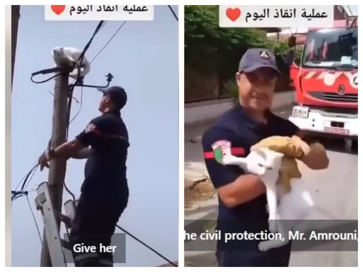 cat stuck in electricity wires a officer rescue video goes viral Watch: बिजली के तार में फंसी बिल्ली, वायरल वीडियो में देखें आगे क्या हुआ