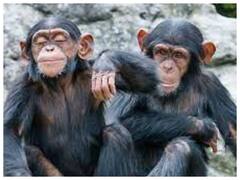 Watch: बरसों बाद मिले दो चिम्पांजी भाइयों के इमोशन को देख आप भी हो जाएंगे भावुक, देखें वीडियो