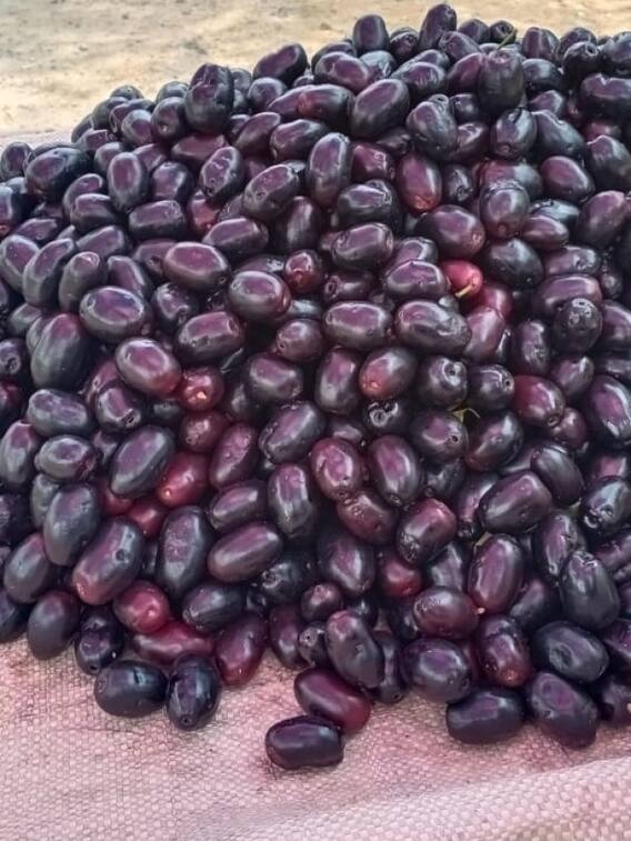 నేరేడు ఆరోగ్య ప్రయోజనాలు, డోన్ట్ మిస్