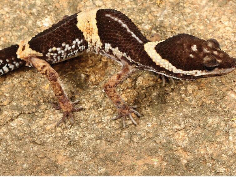 New Leopard Gecko Species Identified In Forests Of Andhra And Odisha New Leopard Gecko Species Identified In Forests Of Andhra And Odisha