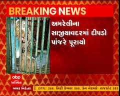 અમરેલીના સાજીયાવદરમાં રહેણાંક મકાનમાં ઘુસેલા દીપડાને વનવિભાગે પાંજરે પૂર્યો