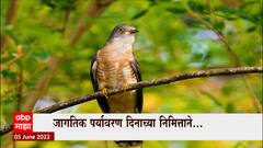 Environment Day Special Report : पावसाचे संकेत कसे ओळखायचे? जागतिक पर्यावरण दिनानिमित्त खास रिपोर्ट