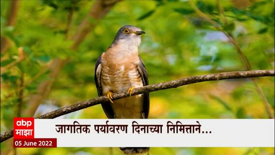 Environment Day Special Report : पावसाचे संकेत कसे ओळखायचे? जागतिक पर्यावरण दिनानिमित्त खास रिपोर्ट
