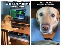 Watch: ये कुत्ता करता है 'Work from Home' काम, वीडियो हुआ वायरल