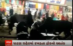 રખડતાં ઢોરનો આતંક યથાવત:પાટણ શહેરમાં બે સાંઢ આવી ગયા સામાસામે, મચાવ્યો આતંક જુઓ વીડિયો
