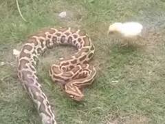 Shocking Video: मुर्गी के इस बच्चे को नहीं है किसी का खौफ! सांप के भी उड़ा दिए होश
