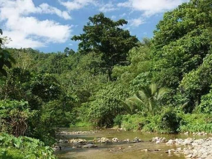 singrauli coal excavation companies took control of forest under threat ANN MP News: कोयला के लिए खतरे में सिंगरौली के जंगलों का अस्तित्व, कंपनियों ने खुदाई के लिए डाला डेरा