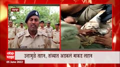 Monkey in Trouble : उन्हामुळे तहान, तांब्यात अडकलं माकड लहान ABP Majha