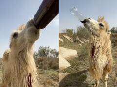 Watch: पलक झपकते ही भेड़ ने गटक ली कोल्ड ड्रिंक की पूरी बोतल, देखिए Viral Video