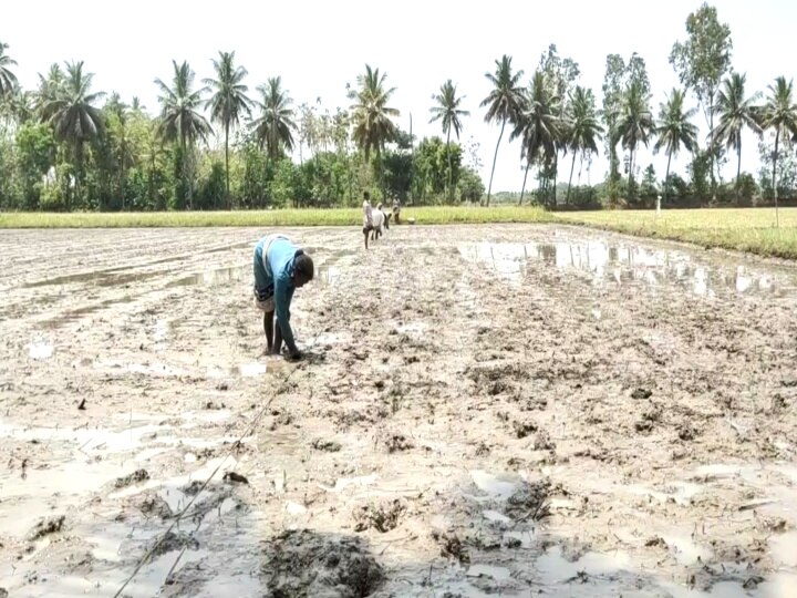 மாத்திரை முறையில் குறுவை சாகுபடி... மயிலாடுதுறையில் உருமாறிய விவசாய முறை!