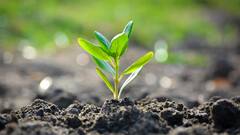 World Environment Day 2022: 'ধরণী সুস্থ হও', বিশ্ব পরিবেশ দিবসে সব ঠিক করে দেওয়ার অঙ্গীকার