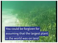 Watch: यहां है दुनिया का सबसे विशाल पौधा, वीडियो देखकर हो जायेंगे हैरान