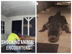 Watch Animal Encounters: इंसानों पर हमला करते जानवरों का वीडियो देखा ? खौफनाक है ये वायरल वीडियो