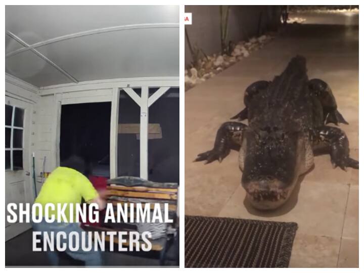 video showing animals attacking on humans goes viral on internet Watch Animal Encounters: इंसानों पर हमला करते जानवरों का वीडियो देखा ? खौफनाक है ये वायरल वीडियो