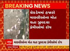 ભાવનગર: જાણો કેમ થયા હજારો માછલીઓના મોત