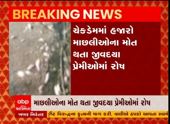 ભાવનગર: જાણો કેમ થયા હજારો માછલીઓના મોત