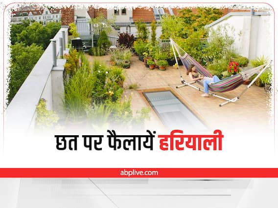 Terrace Gardening Tips: गर्मियों में कैसे करें Terrace Garden की maintenance, जानें आसान टिप्स