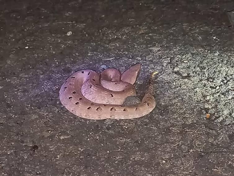 Maharashtra news rare Hump Nosed Pit Viper found in Sindhudurg Maharashtra  know about it Hump Nosed Pit Viper : सिंधुदुर्गात आढळला दुर्मिळ नाकाड्या चापडा साप;  तिलारीच्या घनदाट जंगलांमध्ये वावर