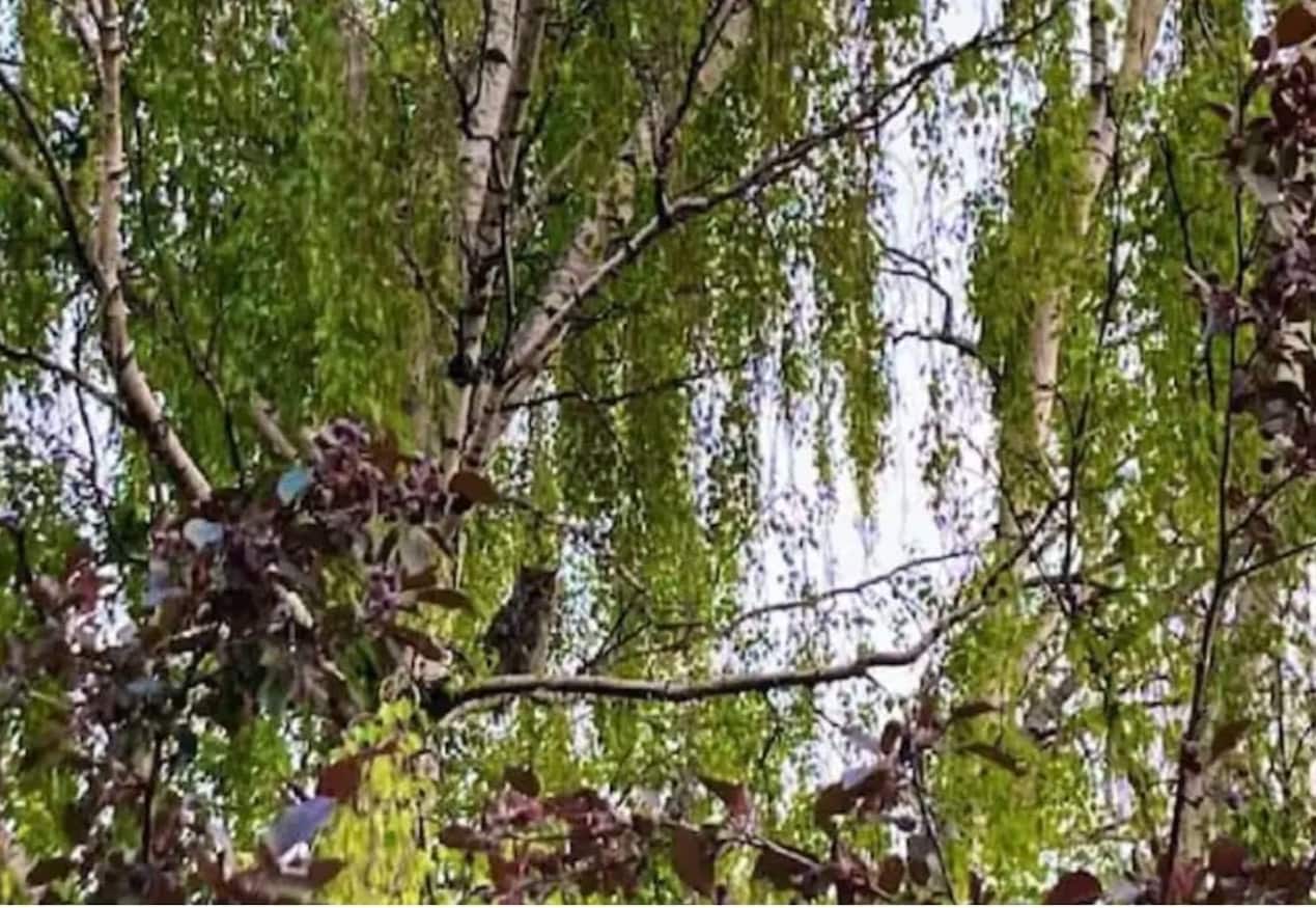 Optical Illusion: তিনটি পেঁচা লুকিয়ে আছে একটি ছবিতেই, দেখুন তো খুঁজে পান কি না! 