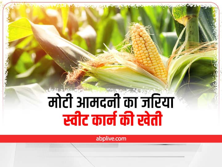 Sweet corn cultivation will fill sweetness in income of farmer Sweet Corn Cultivation: आमदनी में मिठास भर देगी स्वीट कार्न की खेती, अपनाएं ये खास तरीका