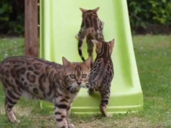 kittens playing in park video viral on social media Kittens