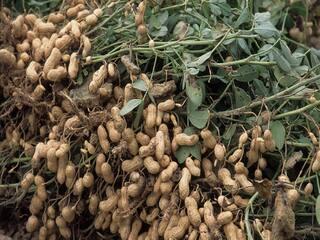 Agriculture News: In just 4 months farmers earns good profit through peanut cultivation Peanut Cultivation: 4 મહિનામાં જ માલામાલ થઈ જશે ખેડૂત, આ રીતે કરો મગફળીની ખેતી