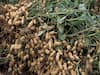 Peanut Cultivation: 4 મહિનામાં જ માલામાલ થઈ જશે ખેડૂત, આ રીતે કરો મગફળીની ખેતી