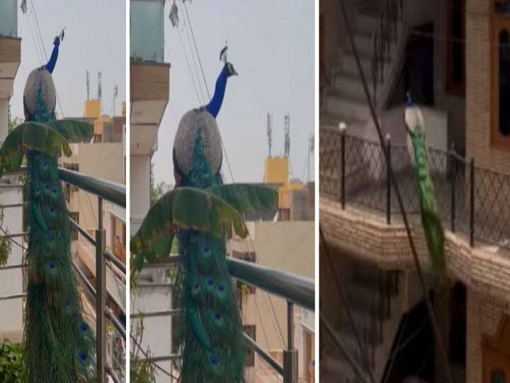 Delhi: Video of Peacock flying from Balcony and dancing goes viral in Instagram-Watch Video Watch Video: அந்த விண்ணில் ஆனந்தம் இந்த மண்ணில் ஆனந்தம்.. பால்கனி டூ பால்கனி தாவும் மயில் -வீடியோ !