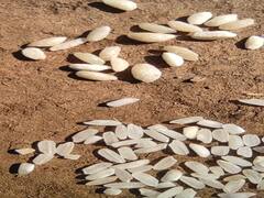 Bastar News: फोर्टिफाइड चावल को लेकर बस्तर में फैला भ्रम, प्लास्टिक का चावल समझ फेंक रहे लोग, जानें पूरा मामला