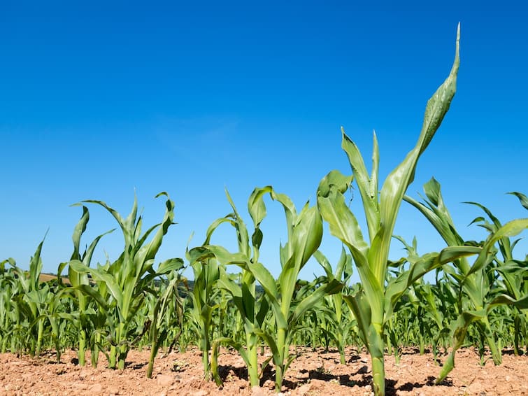 Multi Grain Farming: Know about Kharif season's top 5 crop for good earning Multi Grain Farming: ઓક્ટોબર સુધીમાં માલામાલ થઈ જશે ખેડૂત, કરો આ 5 પાકની ખેતી